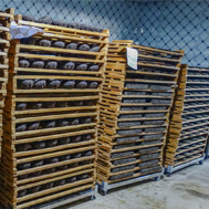 良好的干倉環境存放才能產生更好味道