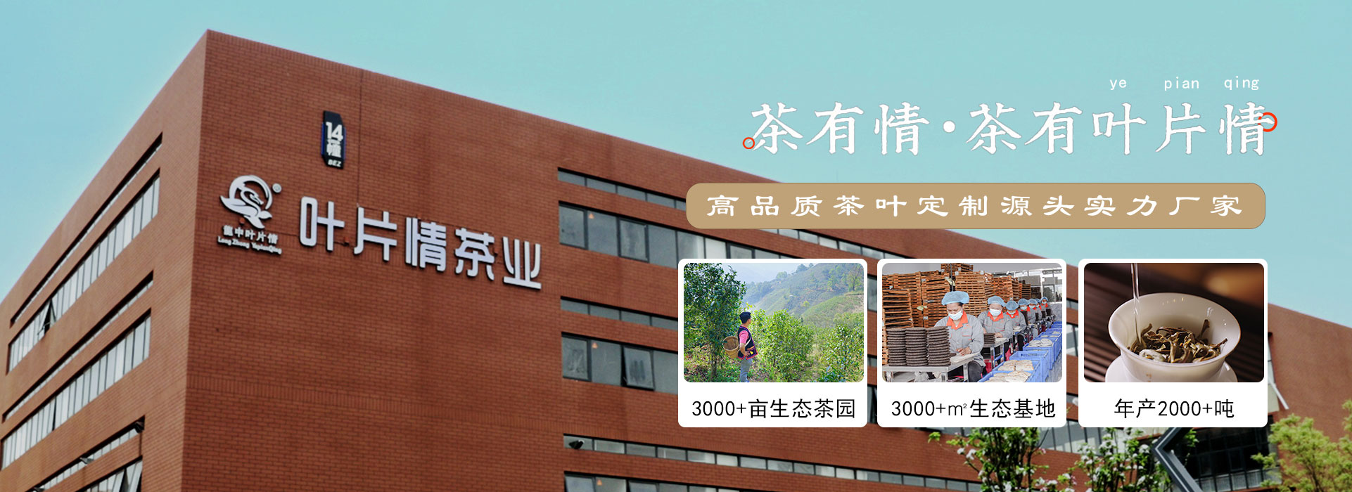 云南普洱茶廠家,專注普洱茶批發定制