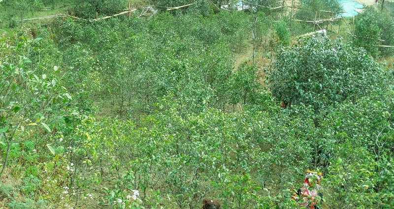 茶山生態(tài)環(huán)境