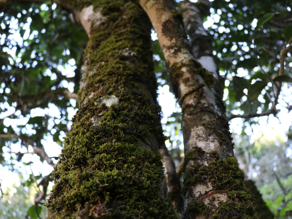 古樹茶